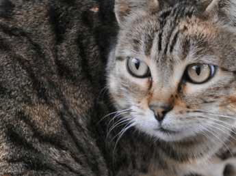 Scoperta nuova specie di felino selvatico, si trova in Bolivia: è il gatto Tilcayo